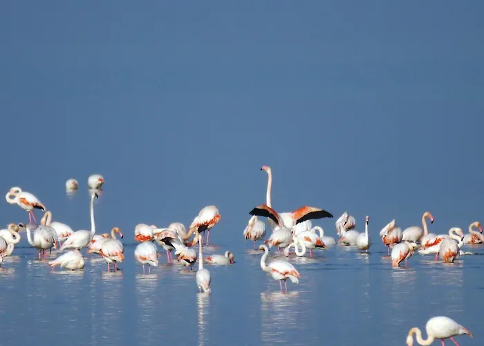 Lägenhet Molo Lido delle Nazioni